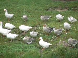 Avian Flu