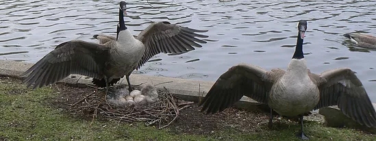 Geese Removal Geese Removal