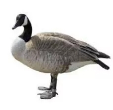 Geese Removal Geese Removal