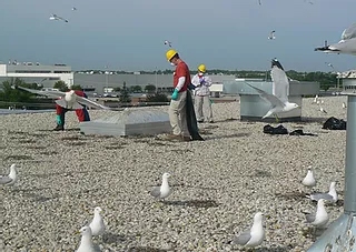 Nest Management: Bird Control Services