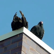 Turkey Vultures Turkey Vultures