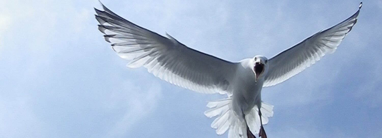 Humane Solutions for Conflicts Between Birds and People: bird control services