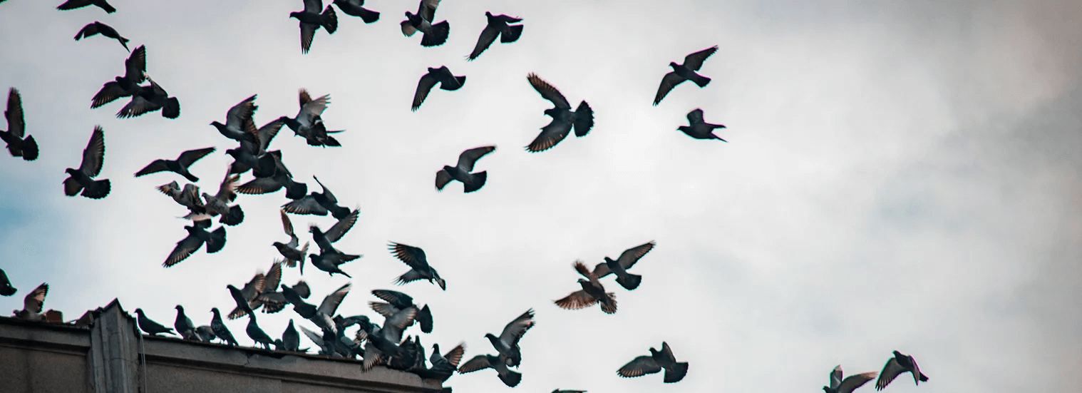 Pigeon Control Deterrence, Exclusion & Nest Management: Bird Control Services