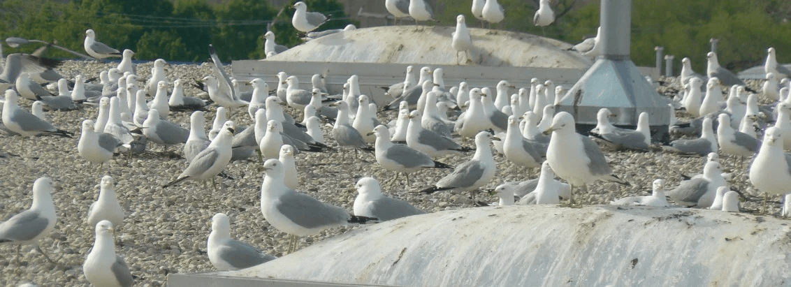 Gull Management Deterrence, Exclusion & Nest Management