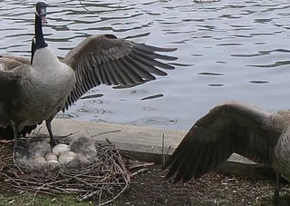 Egg Depredation