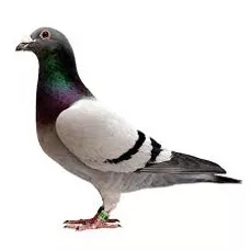 Pigeon Pigeon