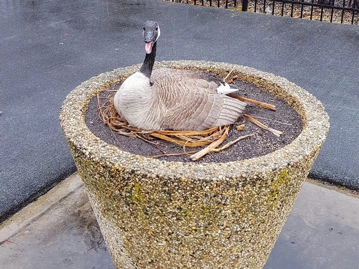 Urban Areas Create Unnatural Nesting Places for Geese Urban Areas Create Unnatural Nesting Places for Geese