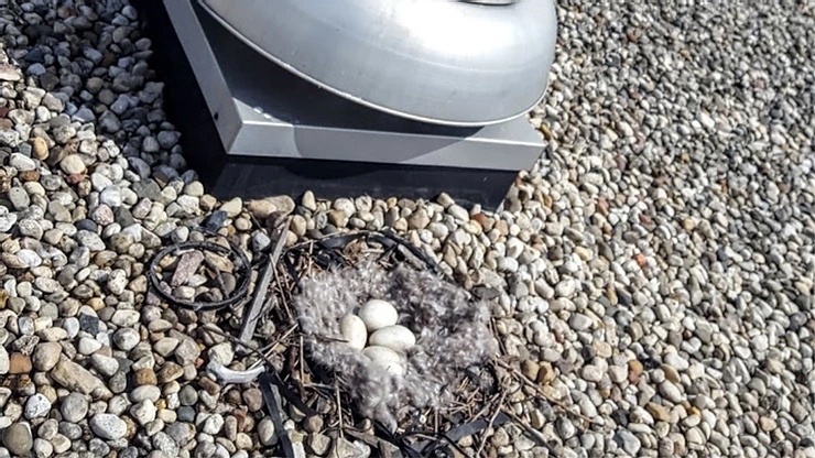 Urban Areas Create Unnatural Nesting Places for Geese Urban Areas Create Unnatural Nesting Places for Geese