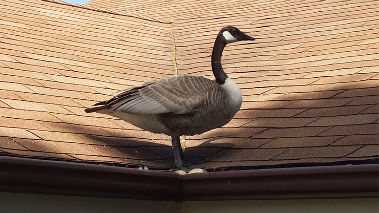 Urban Areas Create Unnatural Nesting Places for Geese Urban Areas Create Unnatural Nesting Places for Geese