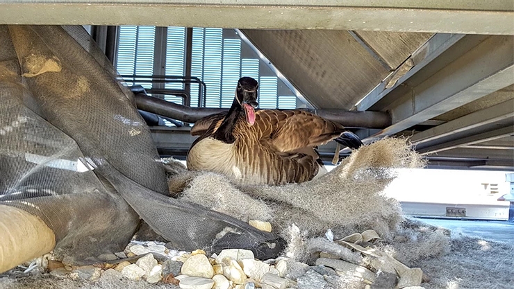 Urban Areas Create Unnatural Nesting Places for Geese Urban Areas Create Unnatural Nesting Places for Geese