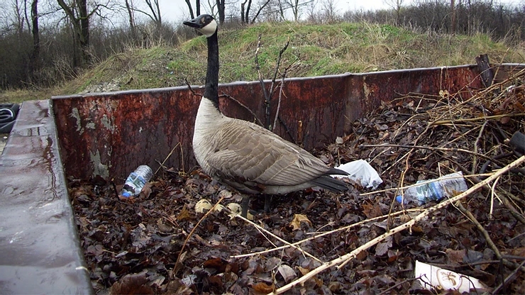 Urban Areas Create Unnatural Nesting Places for Geese Urban Areas Create Unnatural Nesting Places for Geese