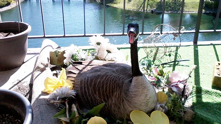 Urban Areas Create Unnatural Nesting Places for Geese Urban Areas Create Unnatural Nesting Places for Geese