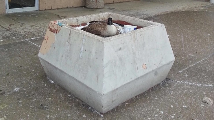 Urban Areas Create Unnatural Nesting Places for Geese Urban Areas Create Unnatural Nesting Places for Geese
