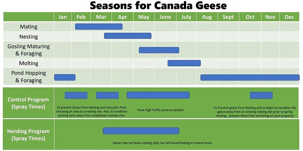 Canada Geese Seasons in Chicagoland Canada Geese Seasons in Chicagoland