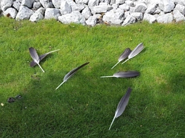How to Control Canada Geese During Flightless Summer Months How to Control Canada Geese During Flightless Summer Months