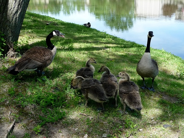 How to Control Canada Geese During Flightless Summer Months How to Control Canada Geese During Flightless Summer Months