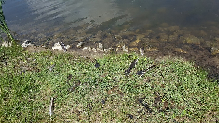 How to Control Canada Geese During Flightless Summer Months How to Control Canada Geese During Flightless Summer Months