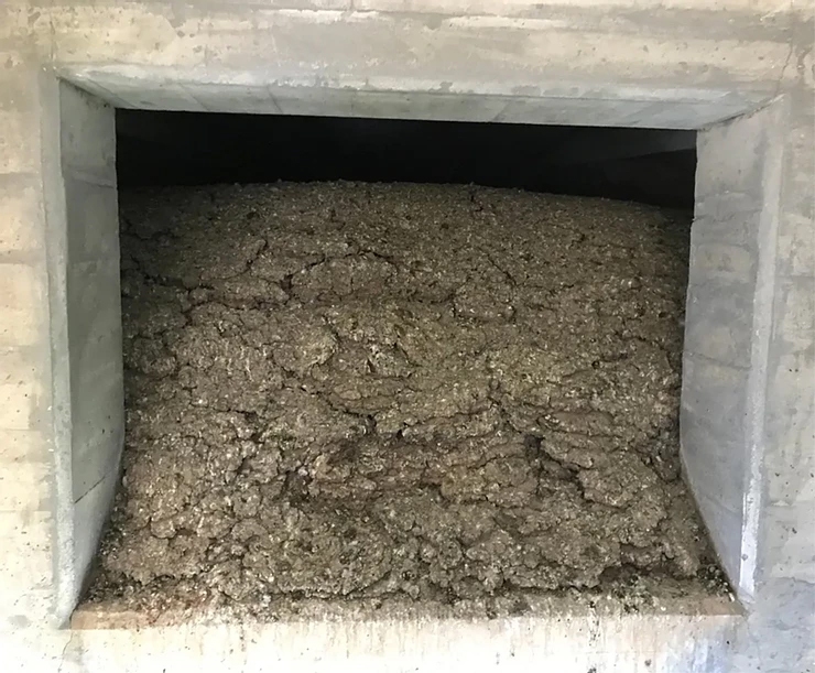 The High Cost of Ignoring Your Bird Issues