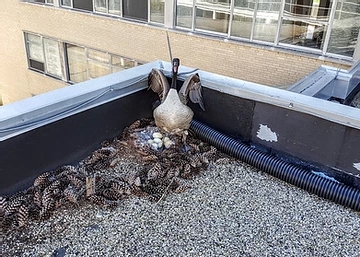 The Science Behind Safe, Effective Bird Deterrence The Science Behind Safe, Effective Bird Deterrence