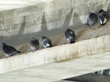The High Cost of Ignoring Your Bird Issues