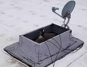 Goose Nesting On Roof Goose Nesting On Roof