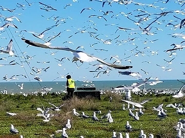 Gull Nest Management & Gull Removal Services