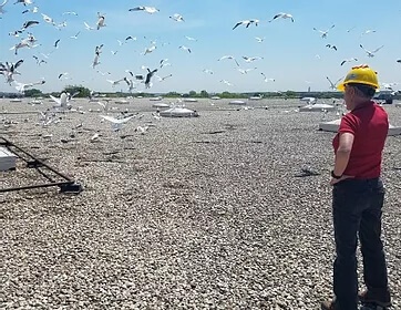 Pest Bird Consulting Pest Bird Consulting