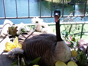 Goose Nesting in Fake Flower Pot by Water