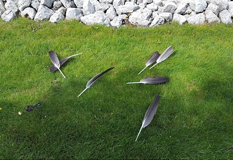 Goose Feathers