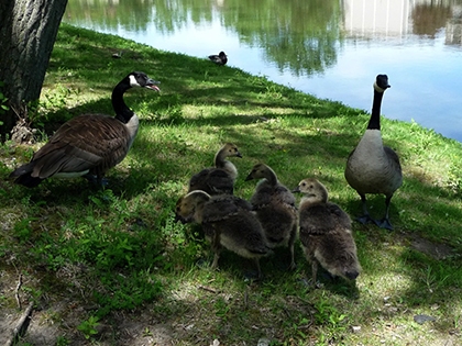 Family of Geese