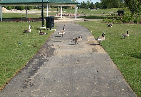 Pre-molt Geese