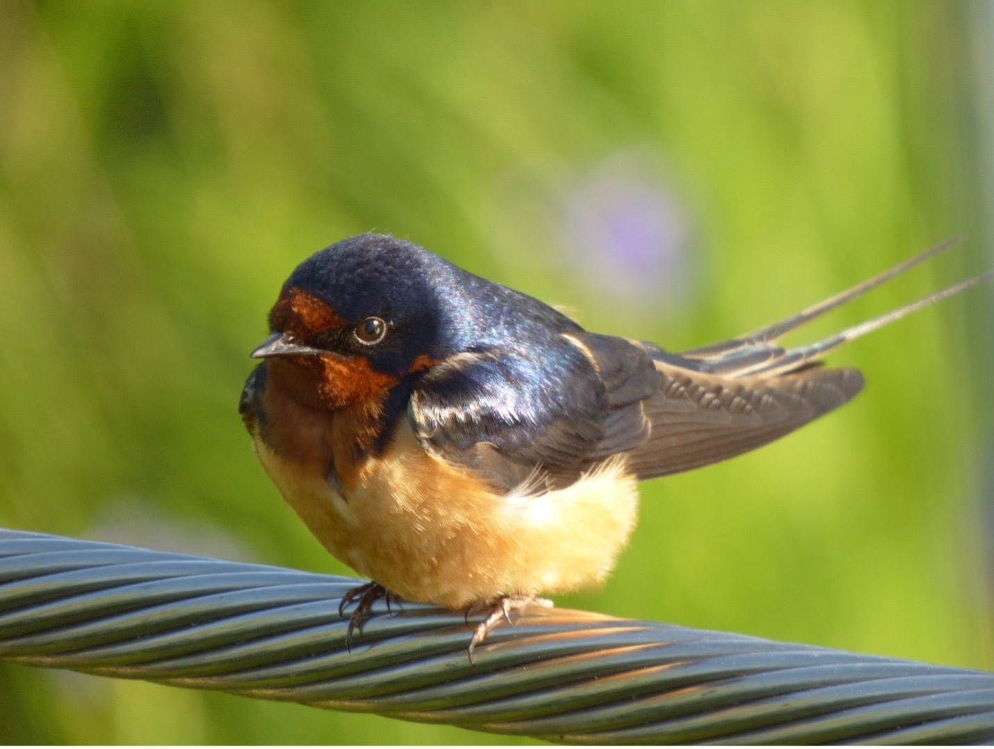 Barn Swallow