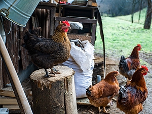 Poultry flock