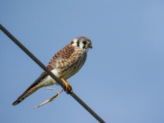 Bird on Power Line