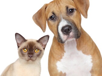 Dog and Cat