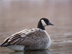 Thankful for Birds Geese in lake during winter