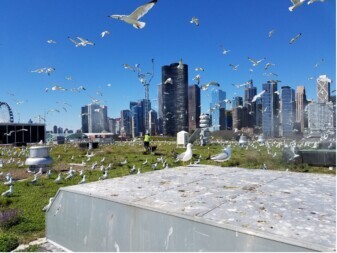 Migration