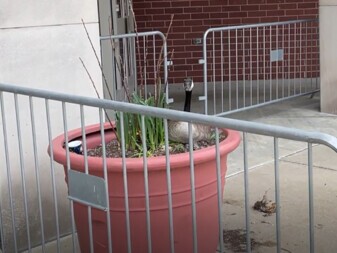 Nesting Goose at ISU