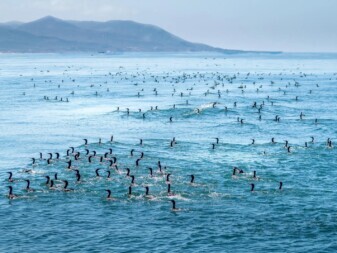 Cormorants