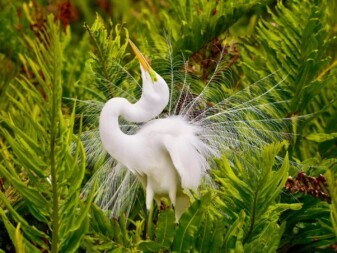 Great Egret
