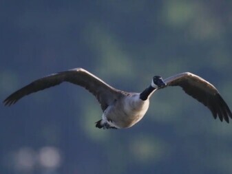 Waterfowl
