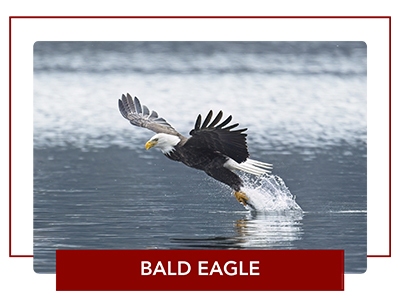 Bald eagle