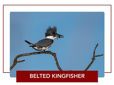 Belted kingfisher