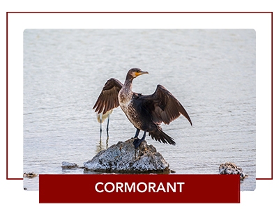 Cormorant