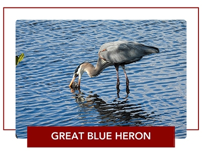 Great blue heron