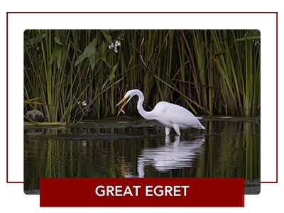 Great egret