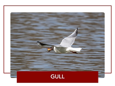 Gull