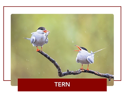 Tern