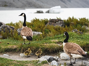 Molt Season is Almost Here, Watch Out for Geese on the Move Family of Geese