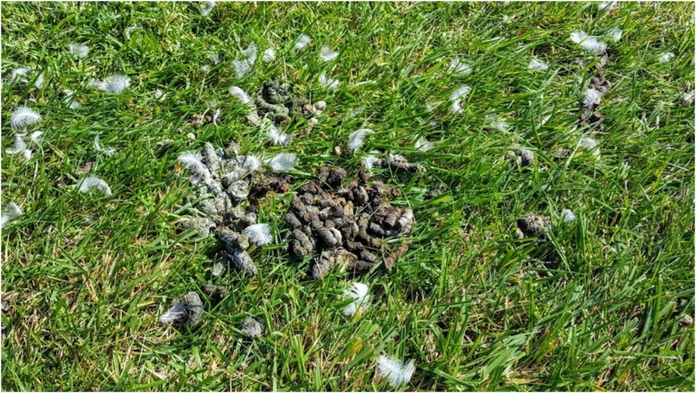 Goose droppings